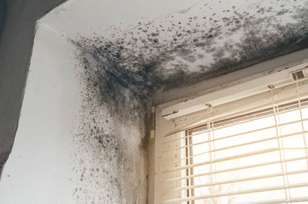 Affordable Mold Removal solutions in Holly Springs, GA