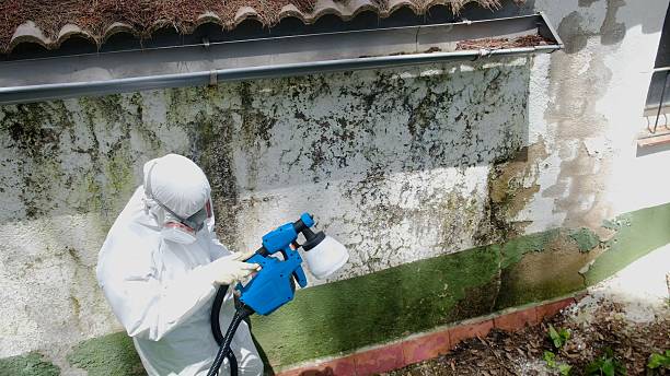 Top rated local Mold Removal specialists in Holly Springs, GA